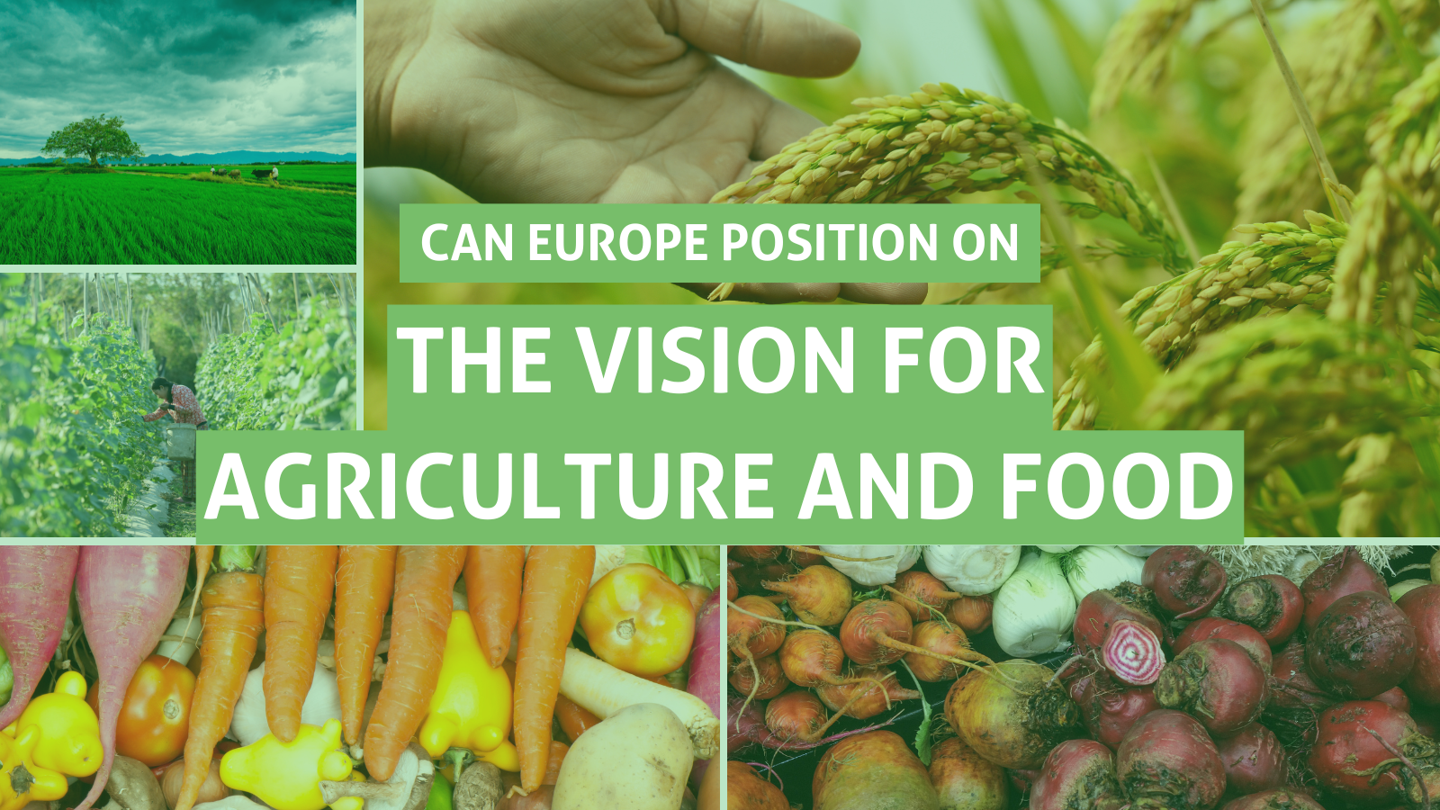 Position Paper on the “Vision for Agriculture and Food”